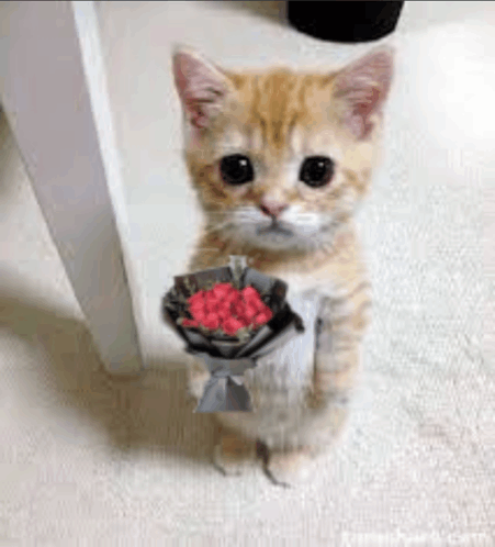 Котик Орхан с букетом